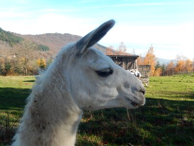 Lama animal white