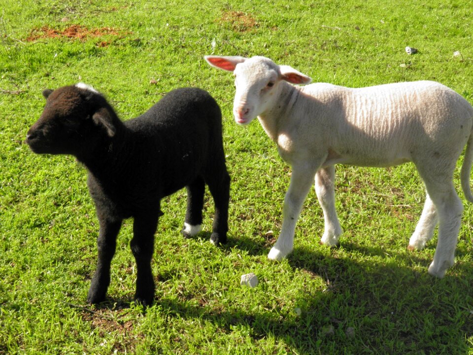 Farm black white