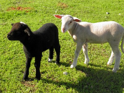 Farm black white