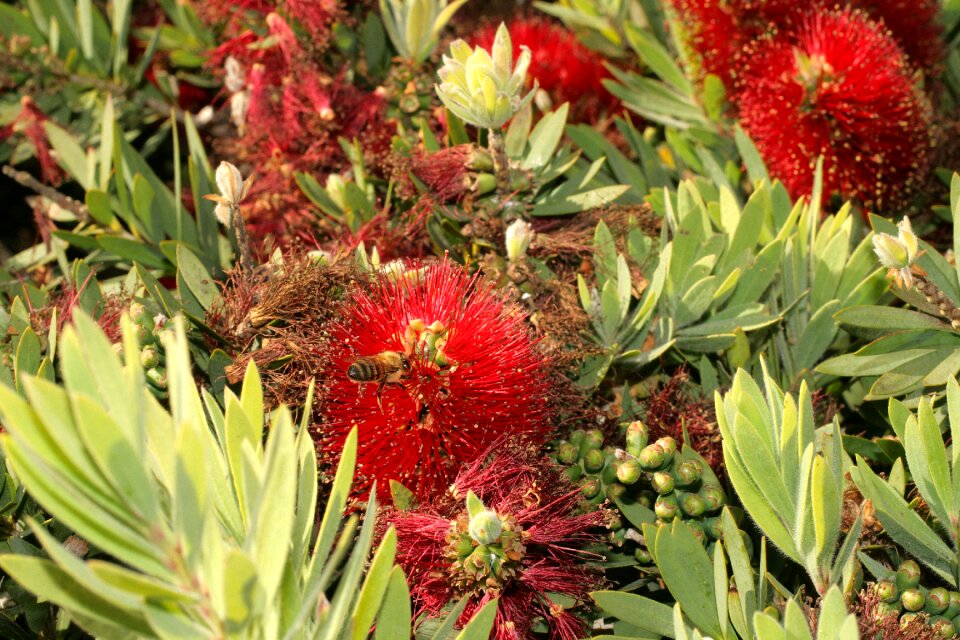 Gardening bush flower