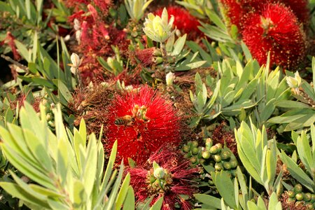 Gardening bush flower