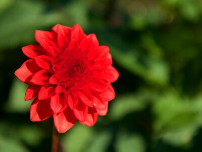 Flower red dahlia