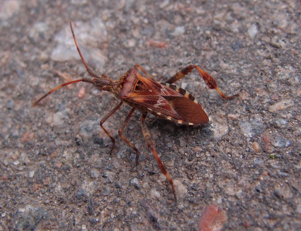 Insects summer nature