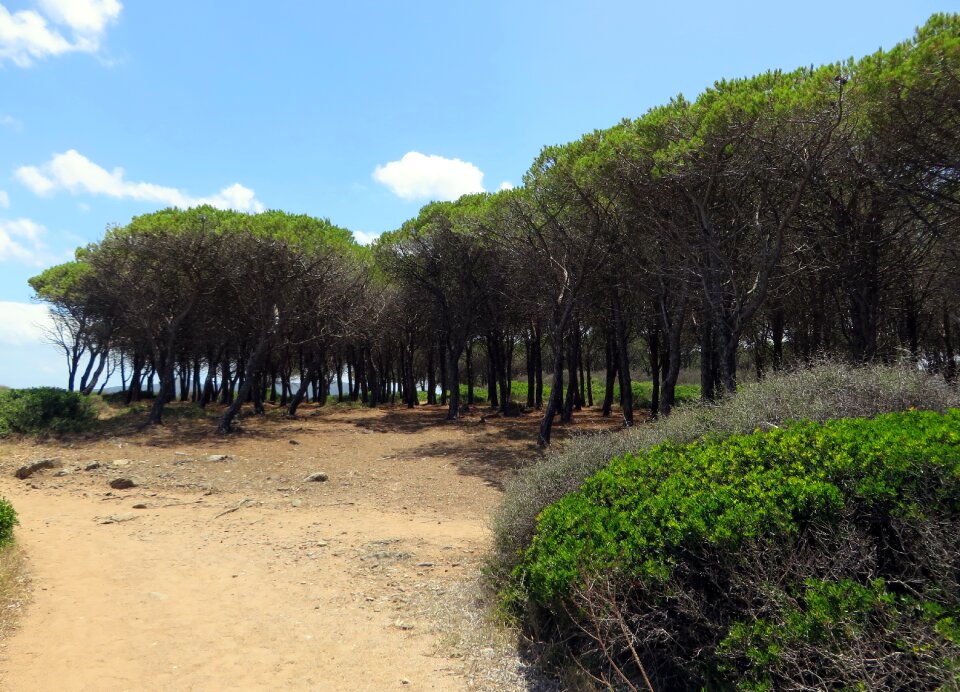 Pine maritime trail