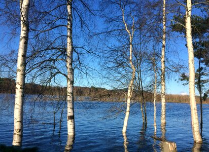 Birch three the nature of the