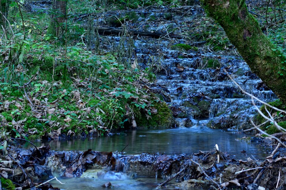Forest creek watercourse