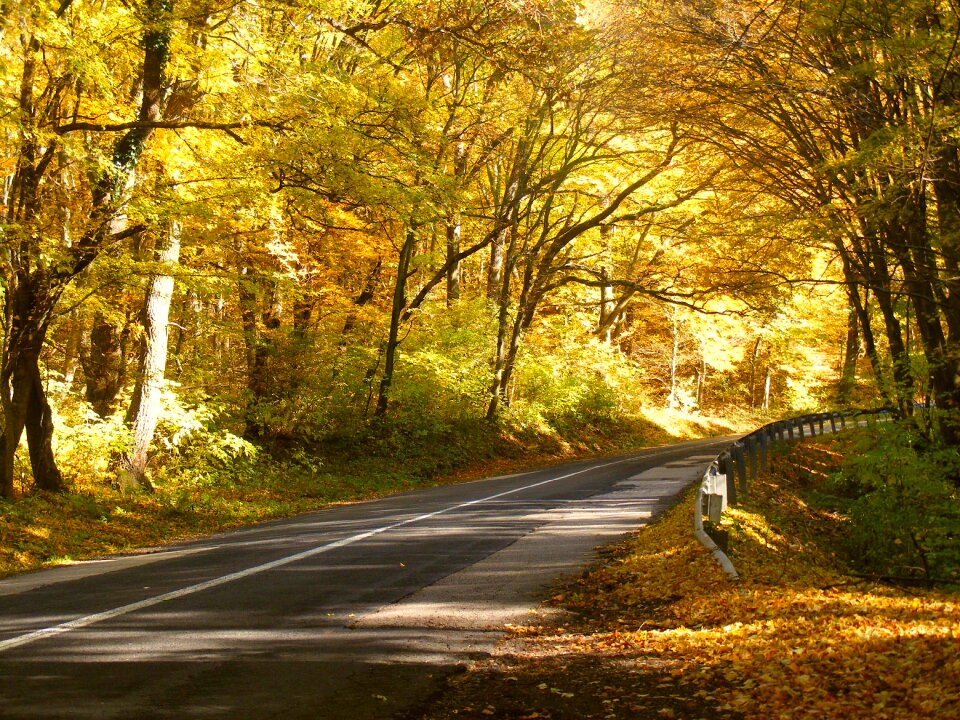 Forest road trees autumn
