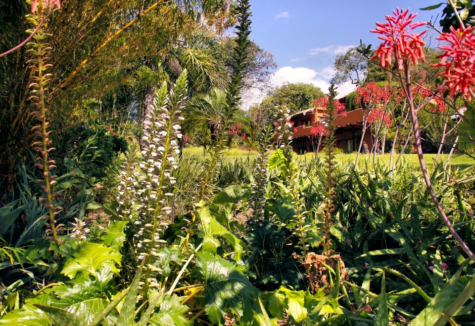 Plants color flora