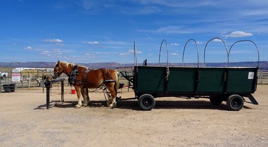 Wagon horse cart photo