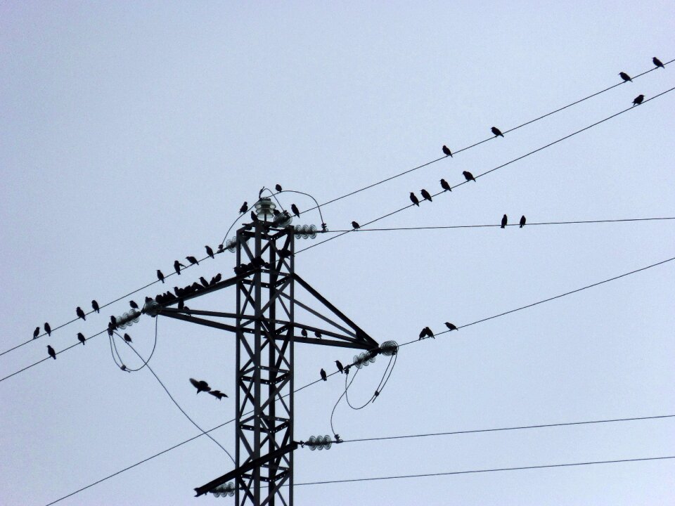 Birds cables power line