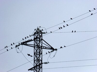 Birds cables power line photo