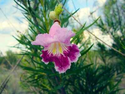Blooming nature summer