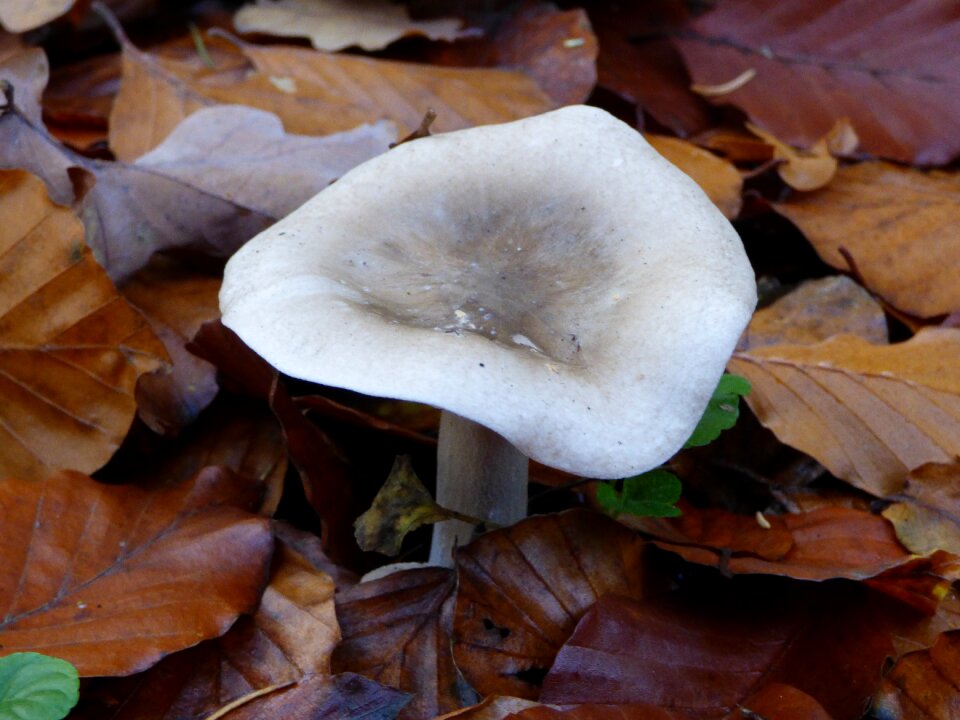Forest mushroom leaves