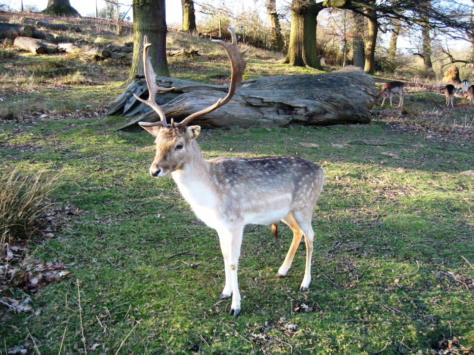 The nature of the autumn animals