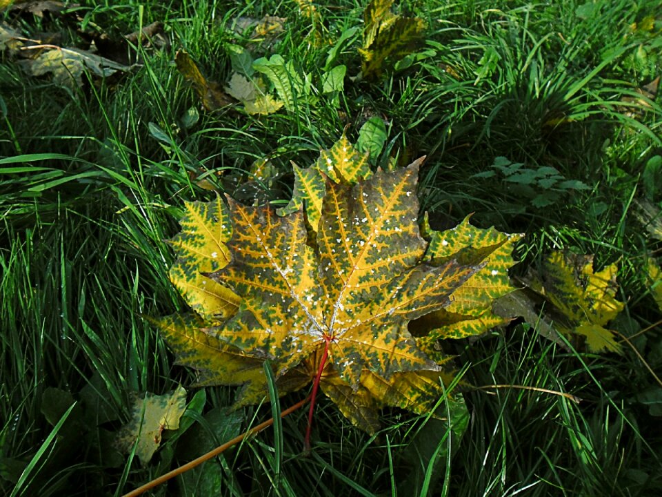 Plant maple leaf autumn leaves