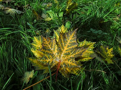 Plant maple leaf autumn leaves photo