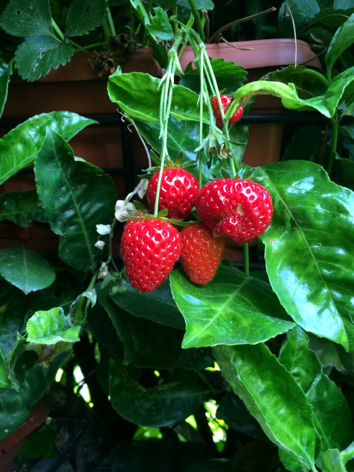 Strawberries fruit garden