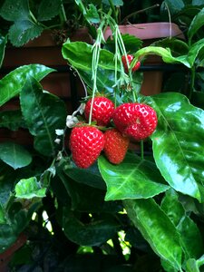 Strawberries fruit garden
