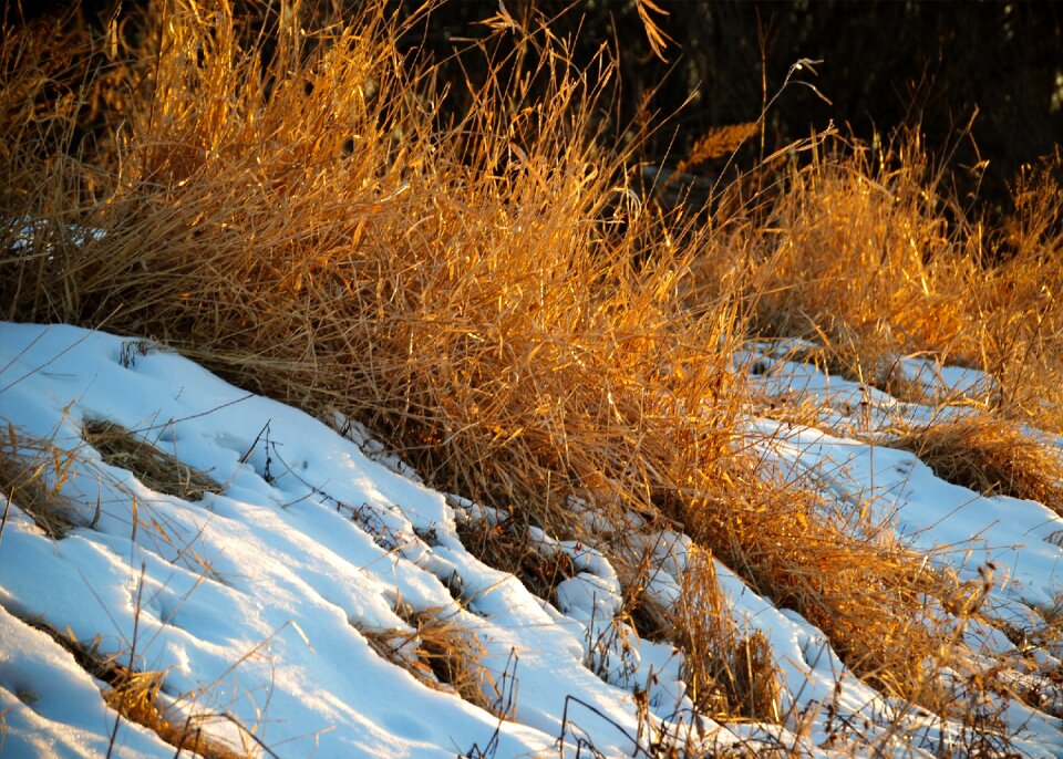 Sunlight warm green
