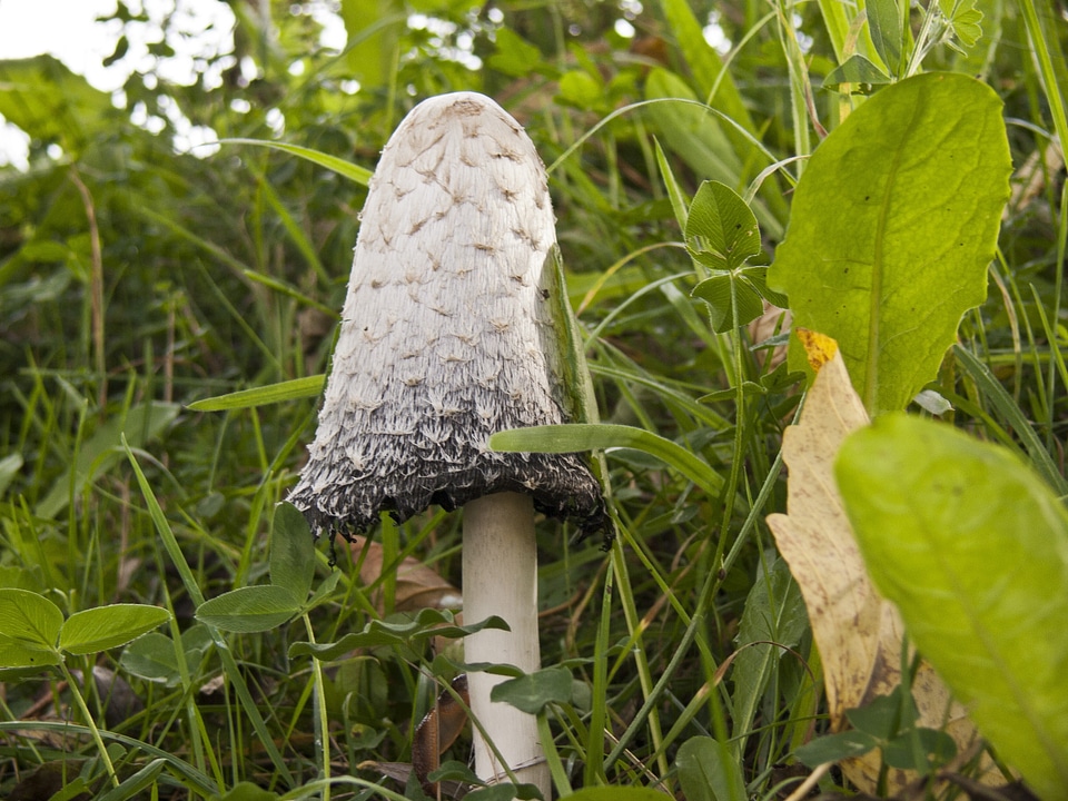 Autumn mushrooms coprinus comatus