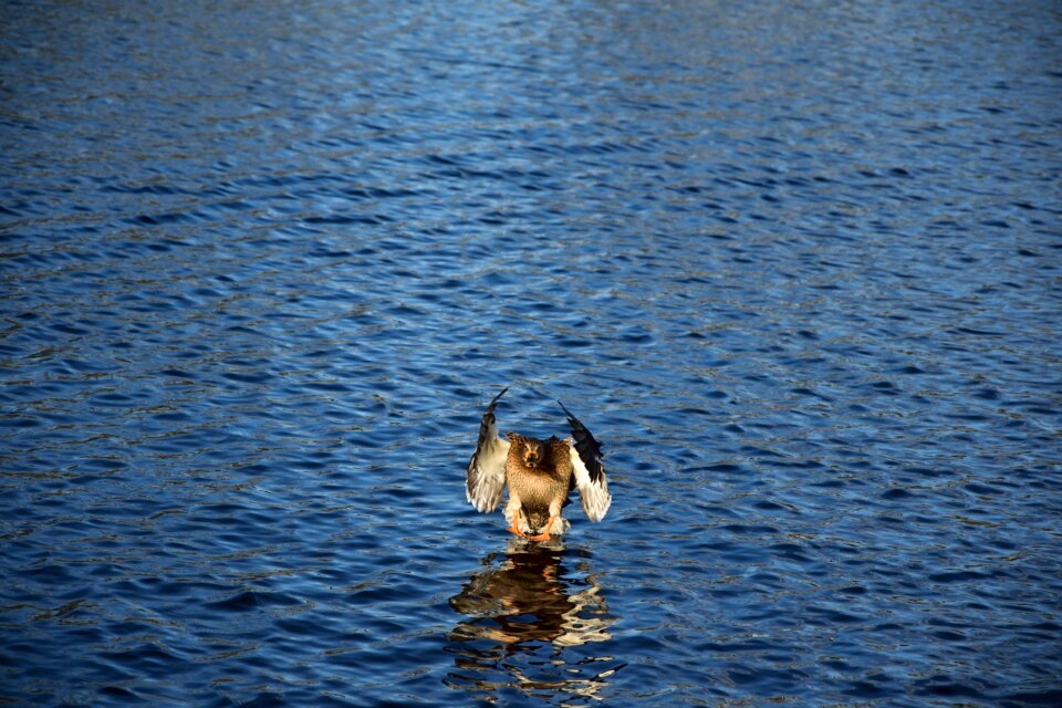 Duck water landing