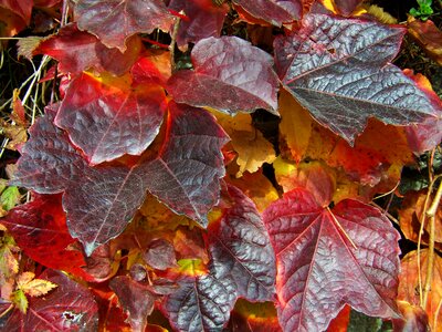 Grape leaves autumn colors nature