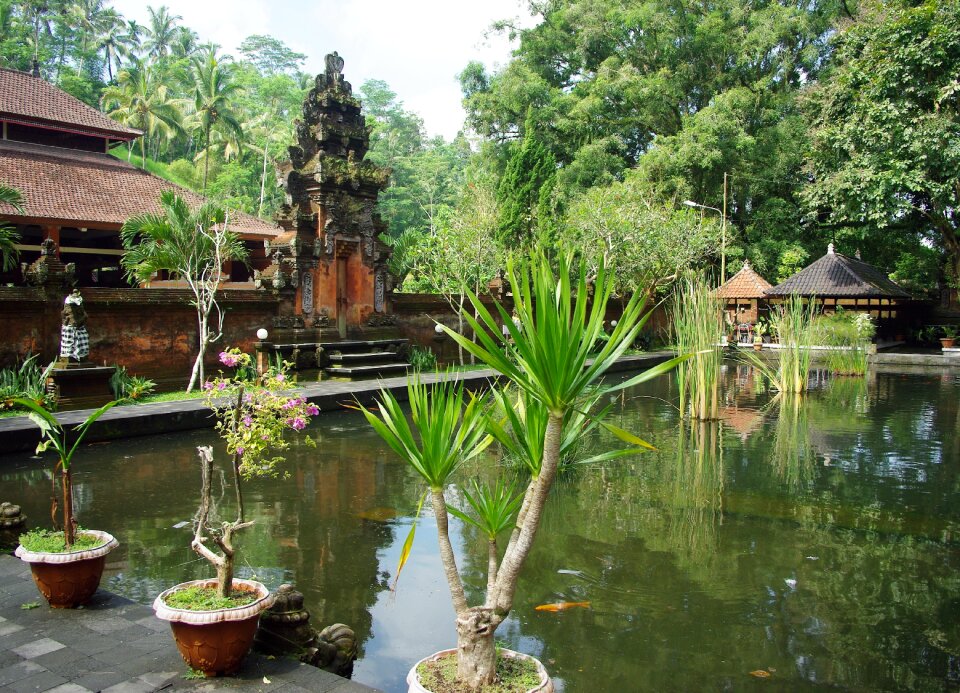 Temple basin exotic plants