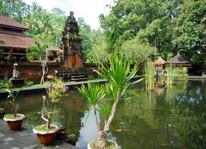 Temple basin exotic plants