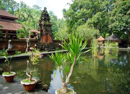 Temple basin exotic plants photo