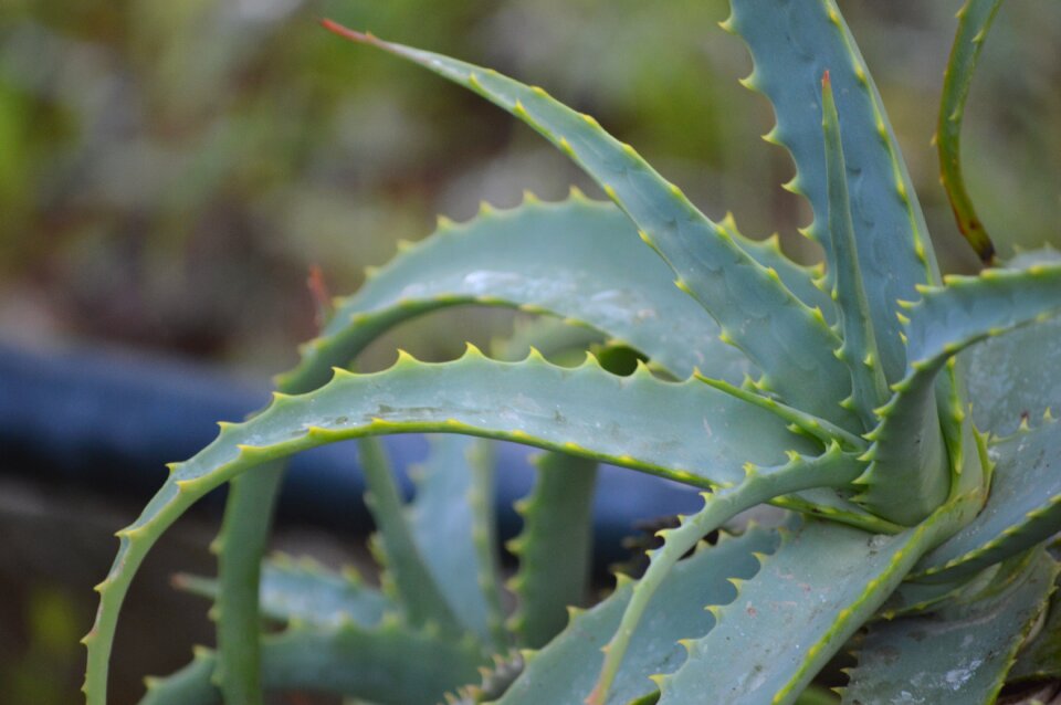 Nature plant vegetable