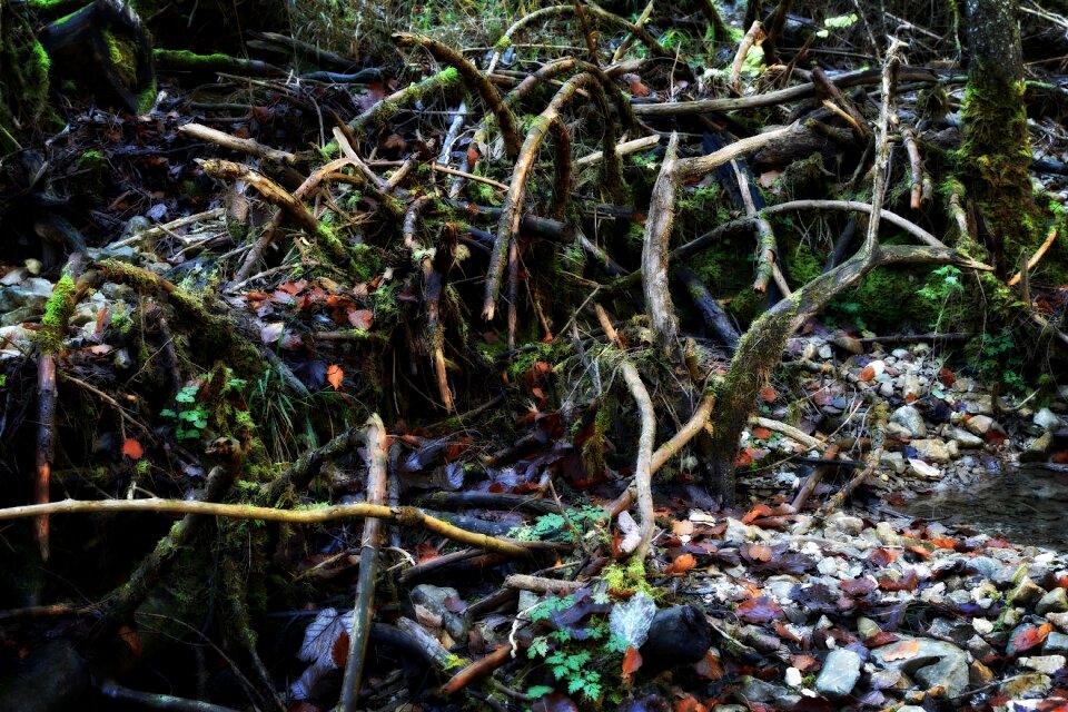 Forest storm tangle