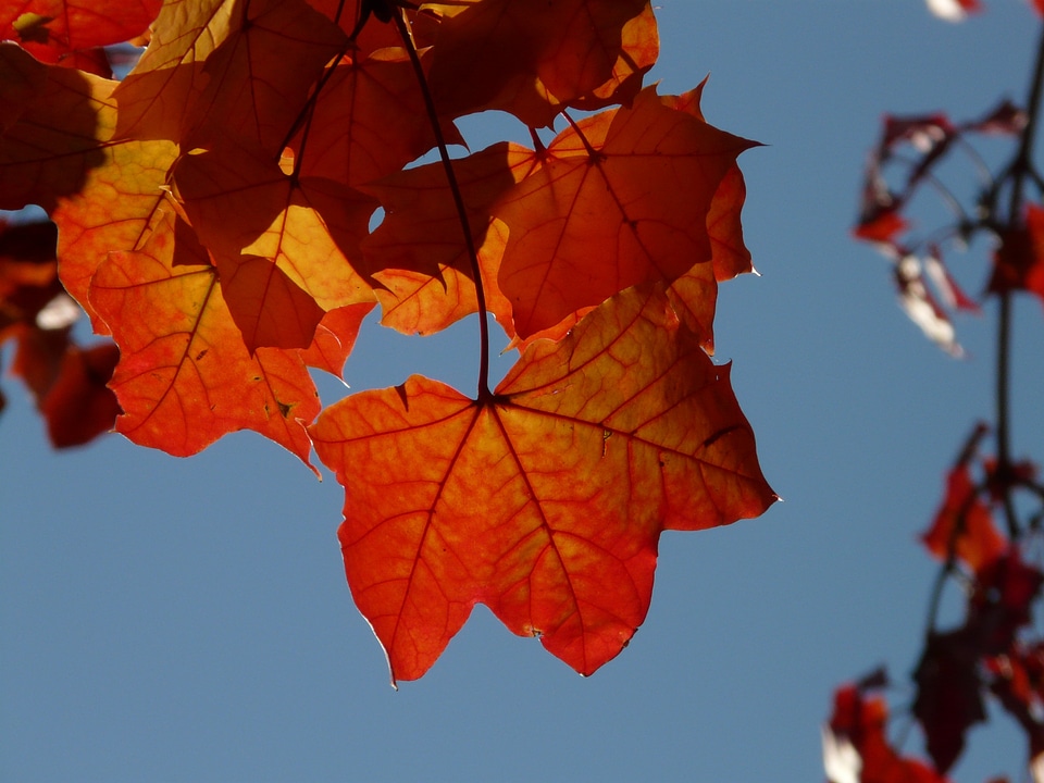 Veins shine through fall foliage