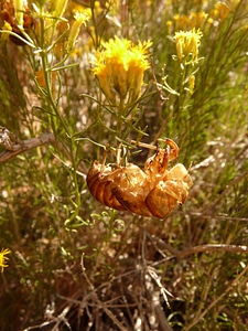 Skin chitin chitinhülle