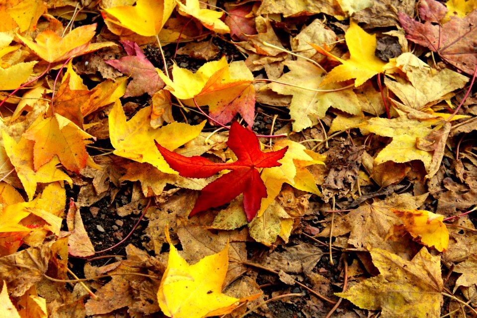 Forest park red