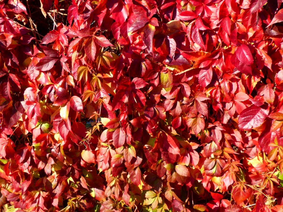 Red coloring nature