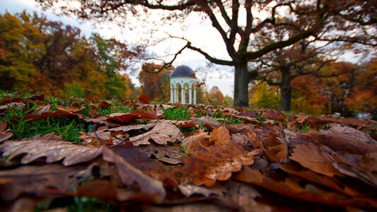 Nerobergtempel leaves brown