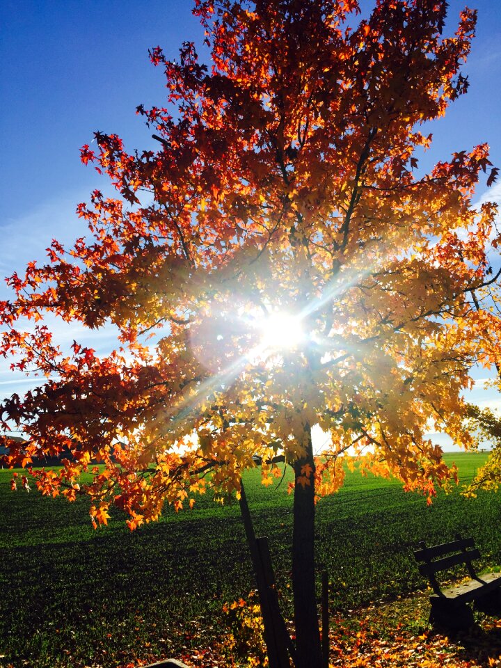 Sun fall against the light