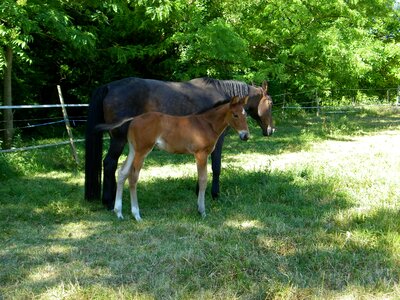 Mare foal horse photo