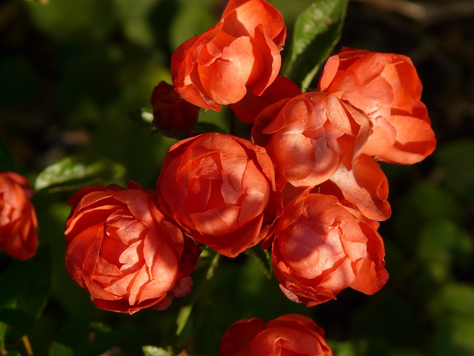 Rosebush spherical globose