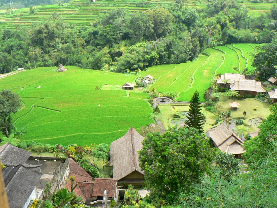 Rice field village exotic