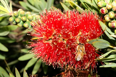 Gardening bush flower