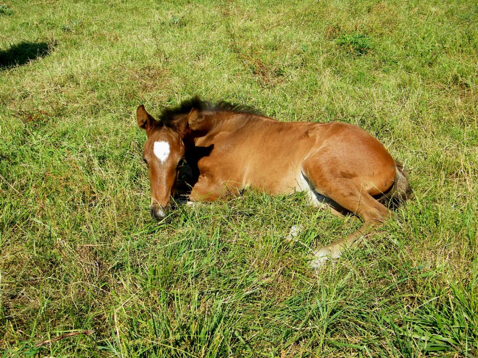 Foal horse horses photo