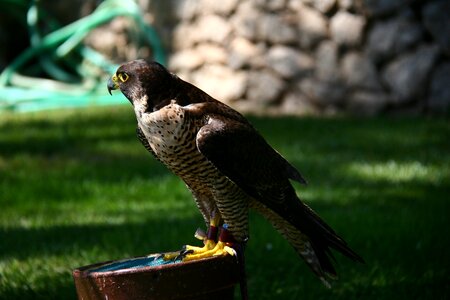Falcon falconry peñíscola