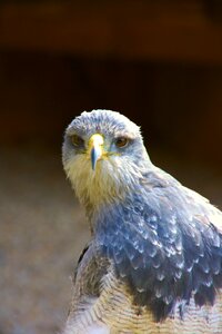 Bird of prey blue birds of prey show