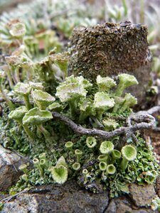 Rock forest moss