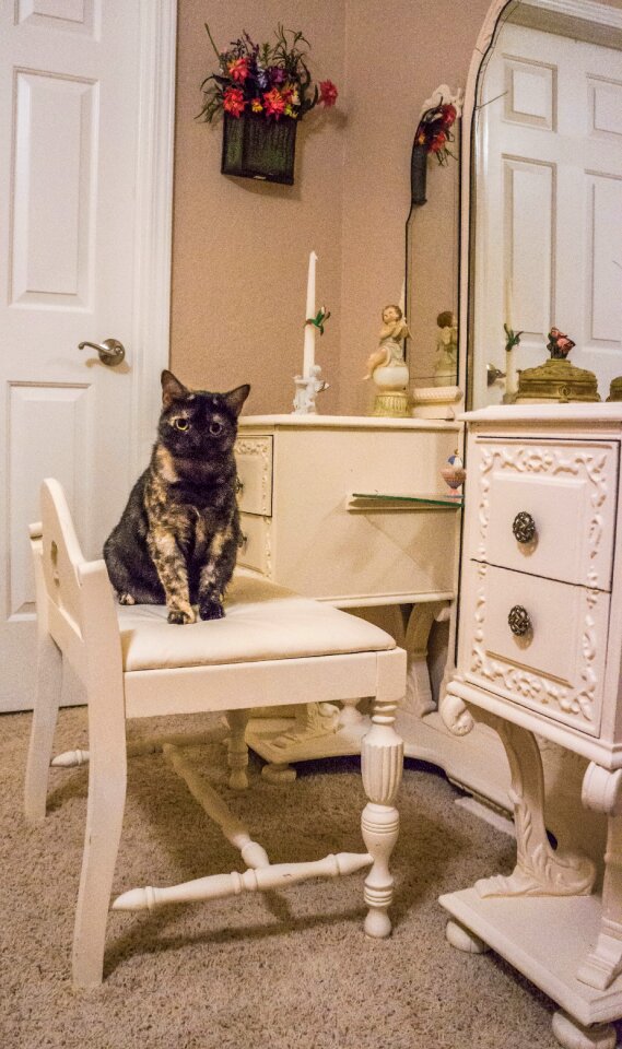 Cute cute cat domestic