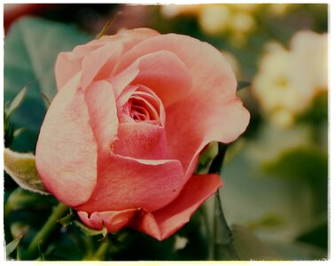 Rose bloom flower blossom