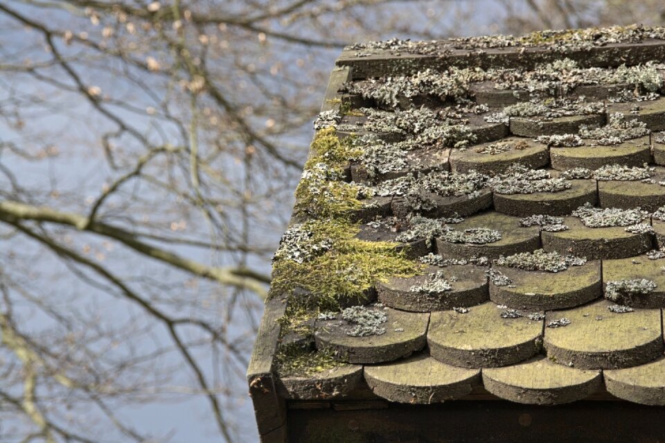Shingle hut wood shingle