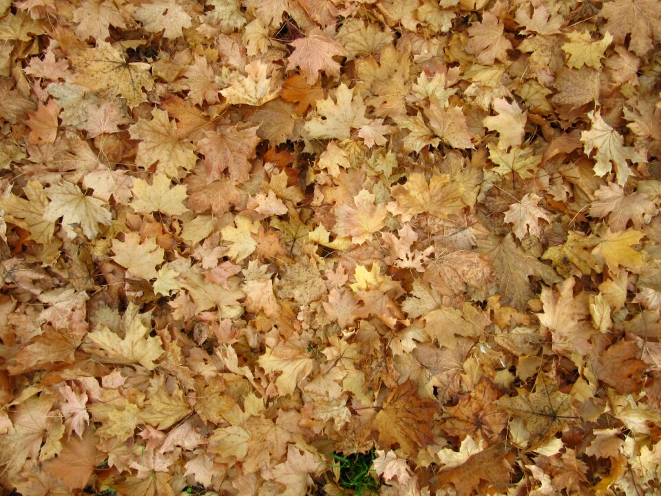 Ground discolored yellow