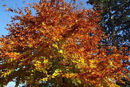 Nature color yellow photo